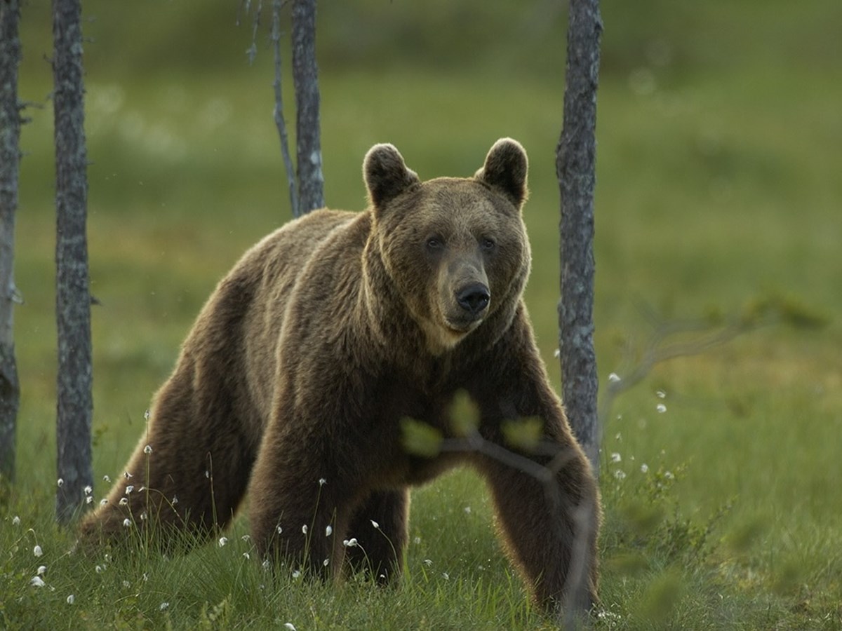 Högbent björn -  © Staffan Widstrand
