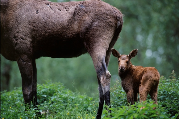 Hur många kalvar som föds spelar också roll för hur många bytesdjur vi människor kan jaga.  -  © Staffan Widstrand