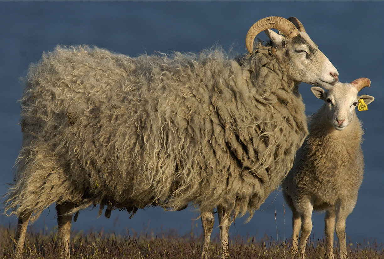 Oftast är det får som angrips av rovdjur. Varg och lodjur är de arter som angriper flest tamdjur.  -  © Staffan Widstrand