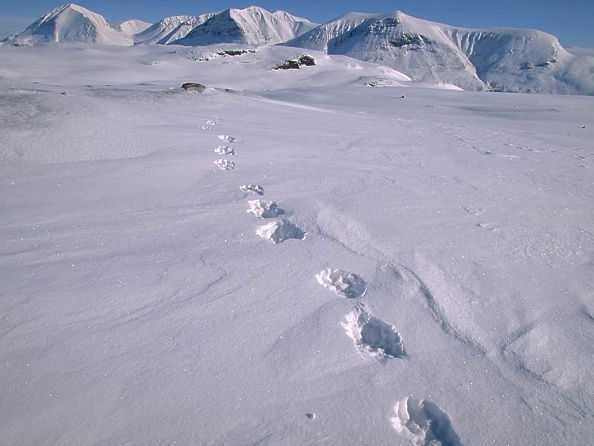 Järvspår i snö -  © Magnus Elander