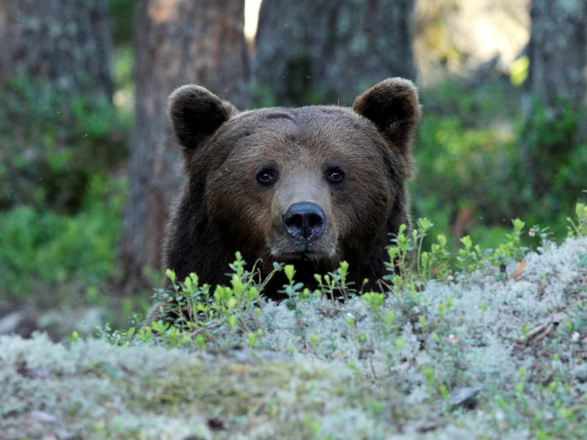 Björn kikar fram bakom grönska -  © Sara Wennerqvist