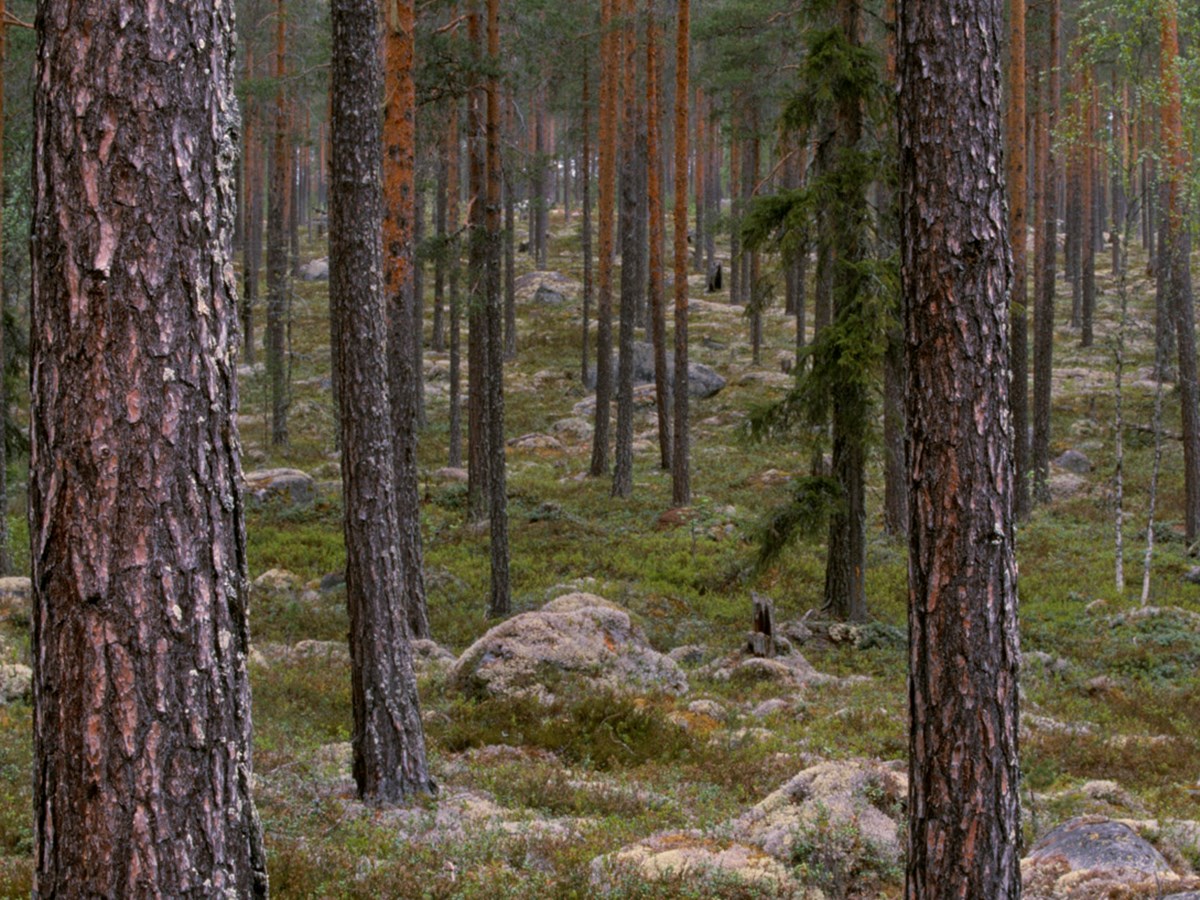 Trädstammar - © Staffan Widstrand Trädstammar