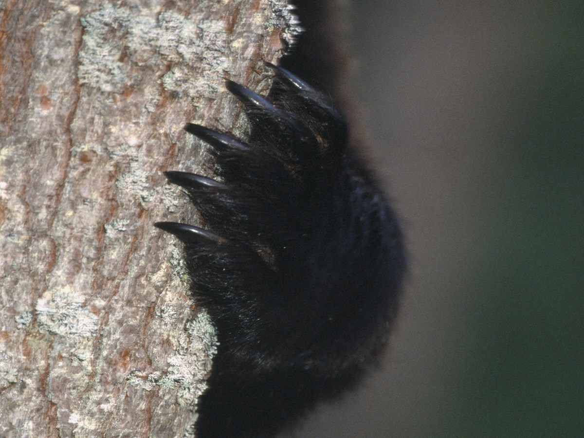 Björntass och träd - © Staffan Widstrand Björntass och träd