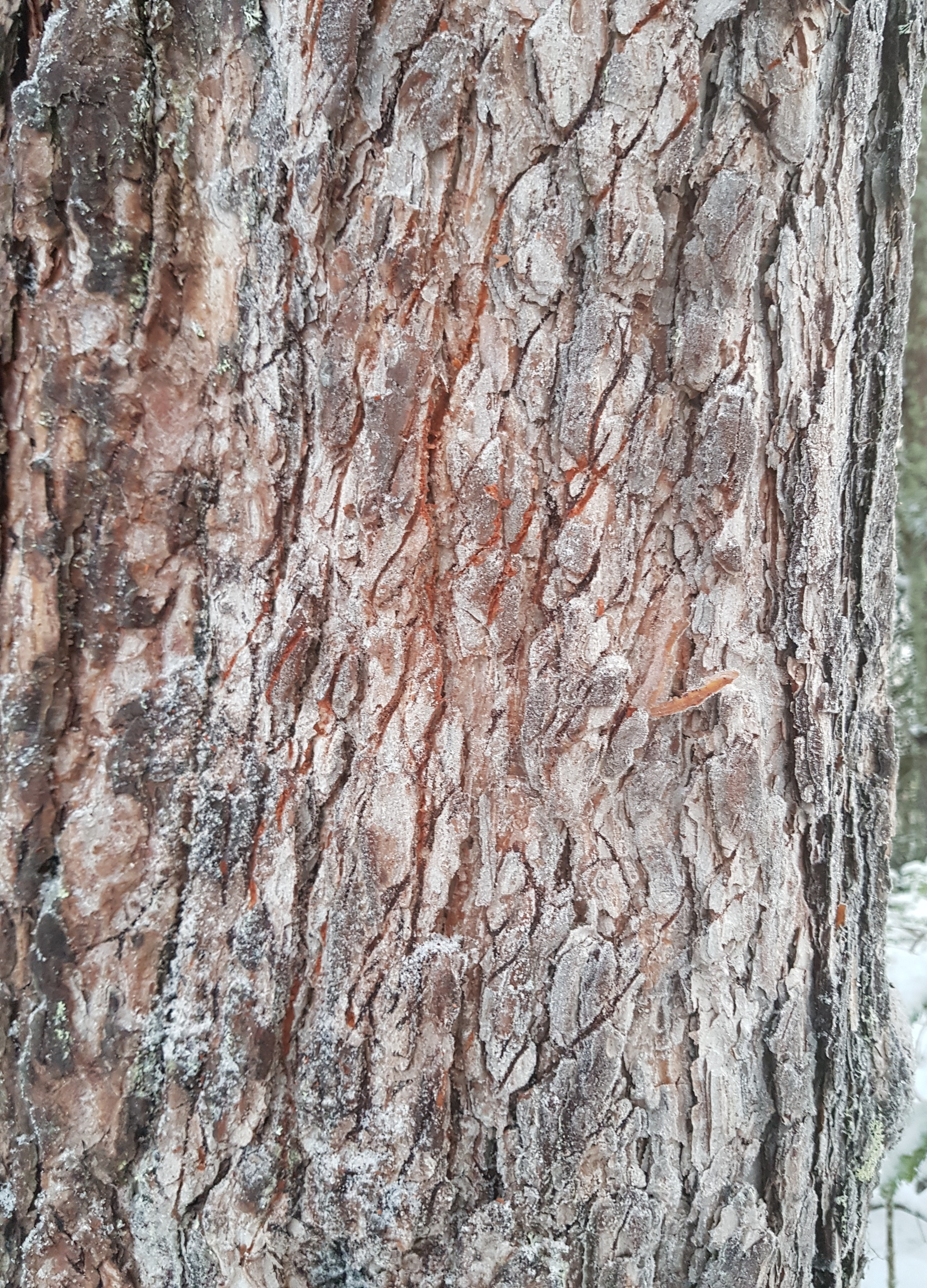  -  © Hans Blomgren/Länsstyrelsen i Gävleborg