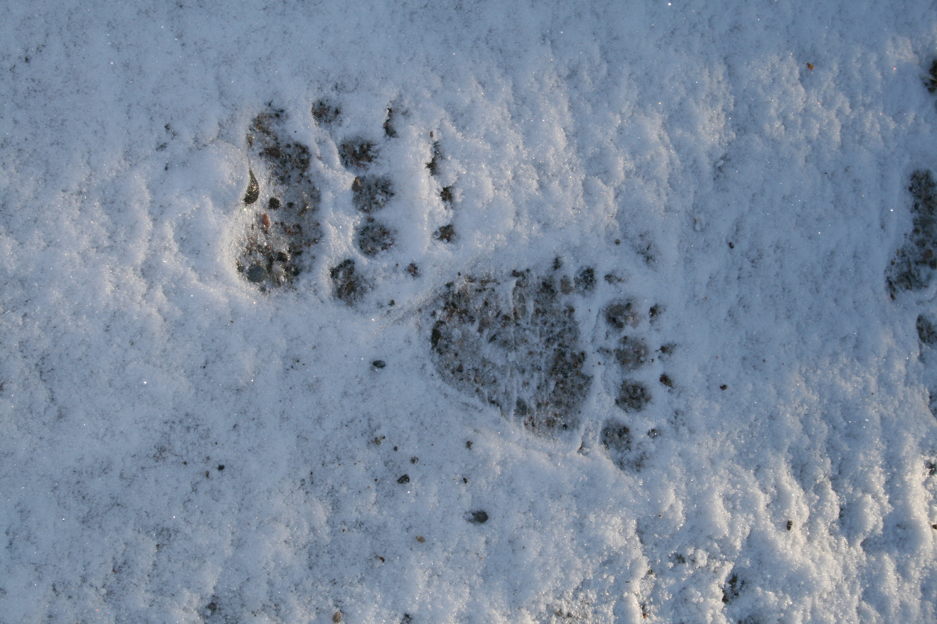 Björn fram- och baktass vinter -  © Linda Thelin