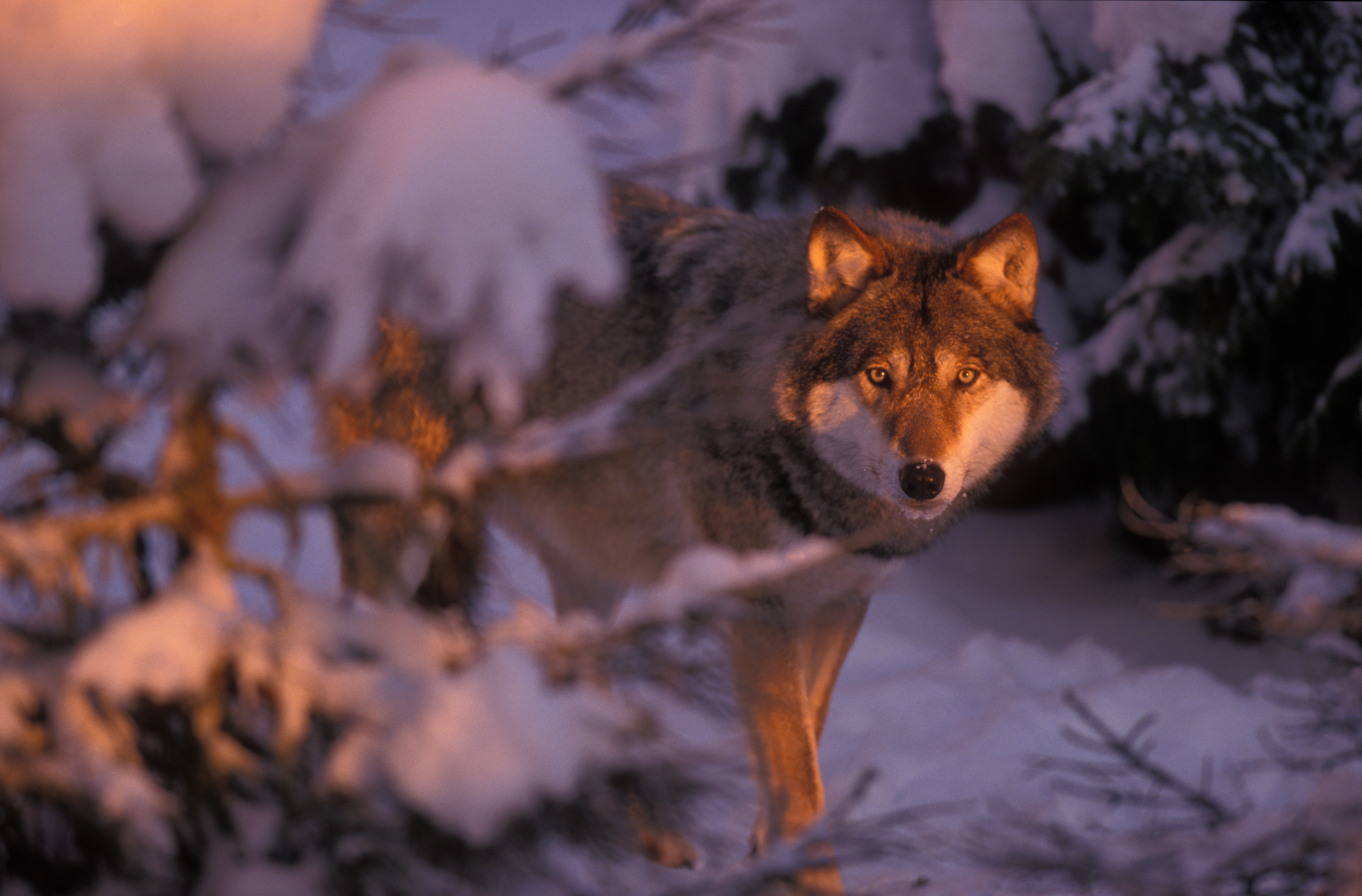 - © Magnus Elander