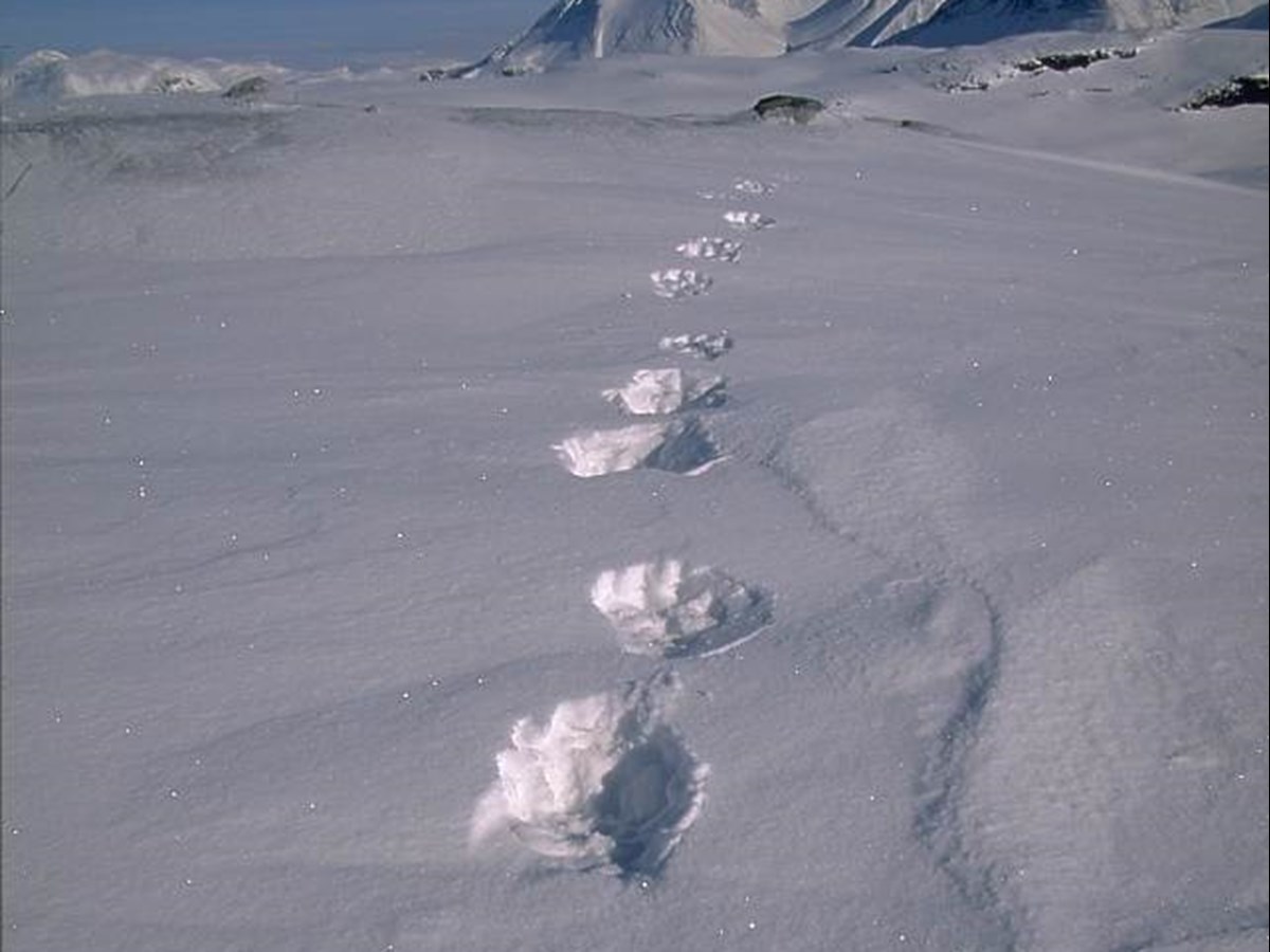 Järvspår snö