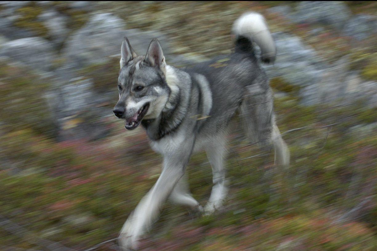 En hund av rasen jämthund påminner om vargen men det finns skillnader.  -  © Staffan Widstrand