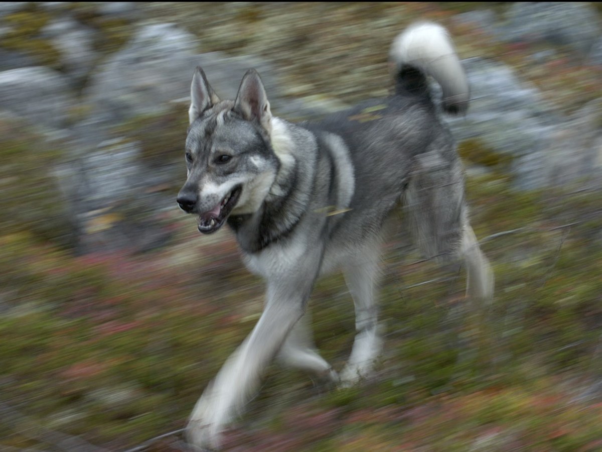 Jämthund -  © Staffan Widstrand