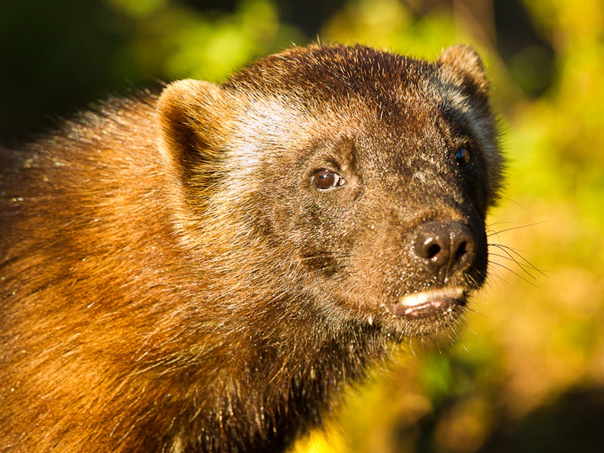 Järvhuvud   -  © Thomas Atterdal Järvhuvud