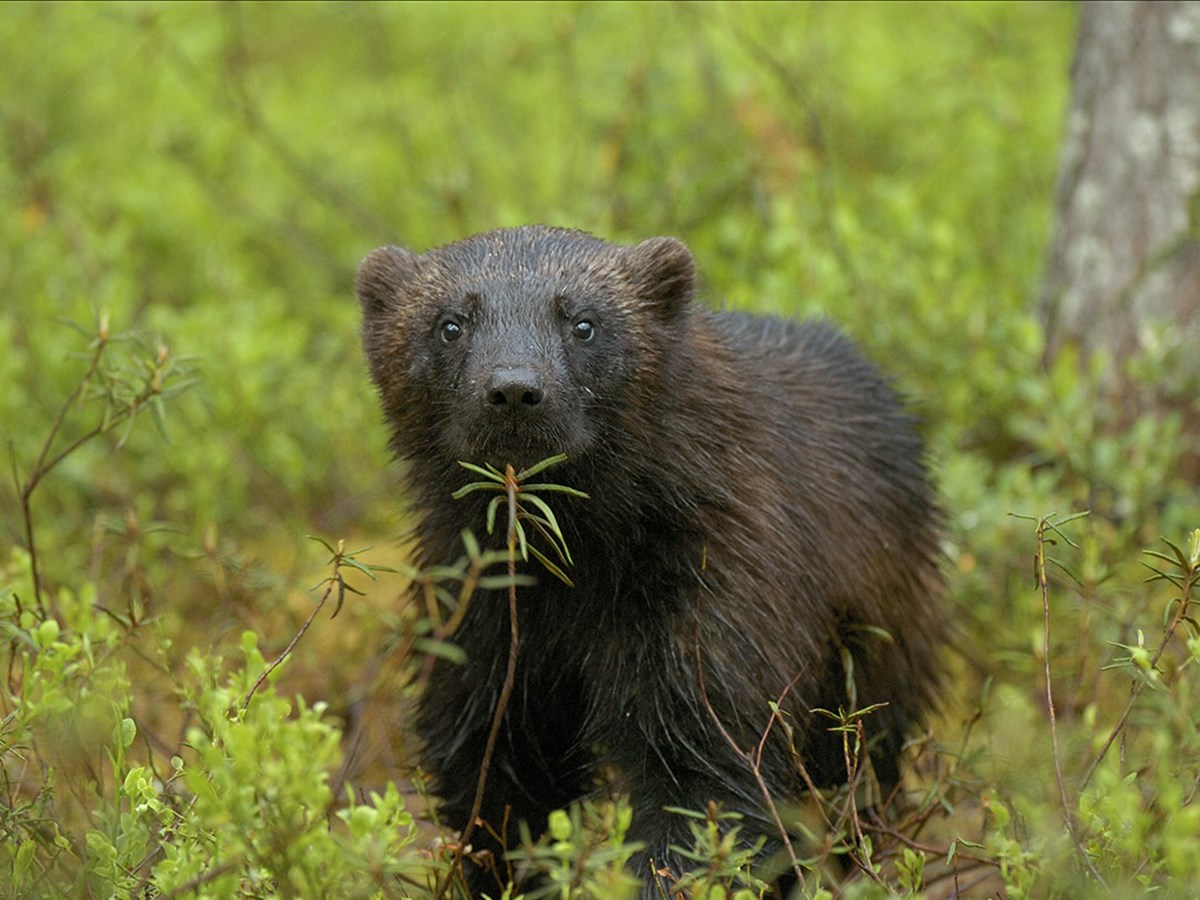Järv nära framifrån   -  © Staffan Widstrand Järv nära framifrån