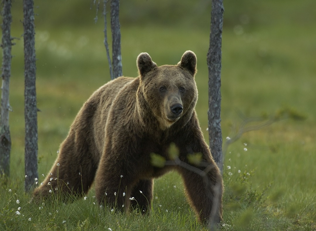 Högbent björn -  © Staffan Widstrand
