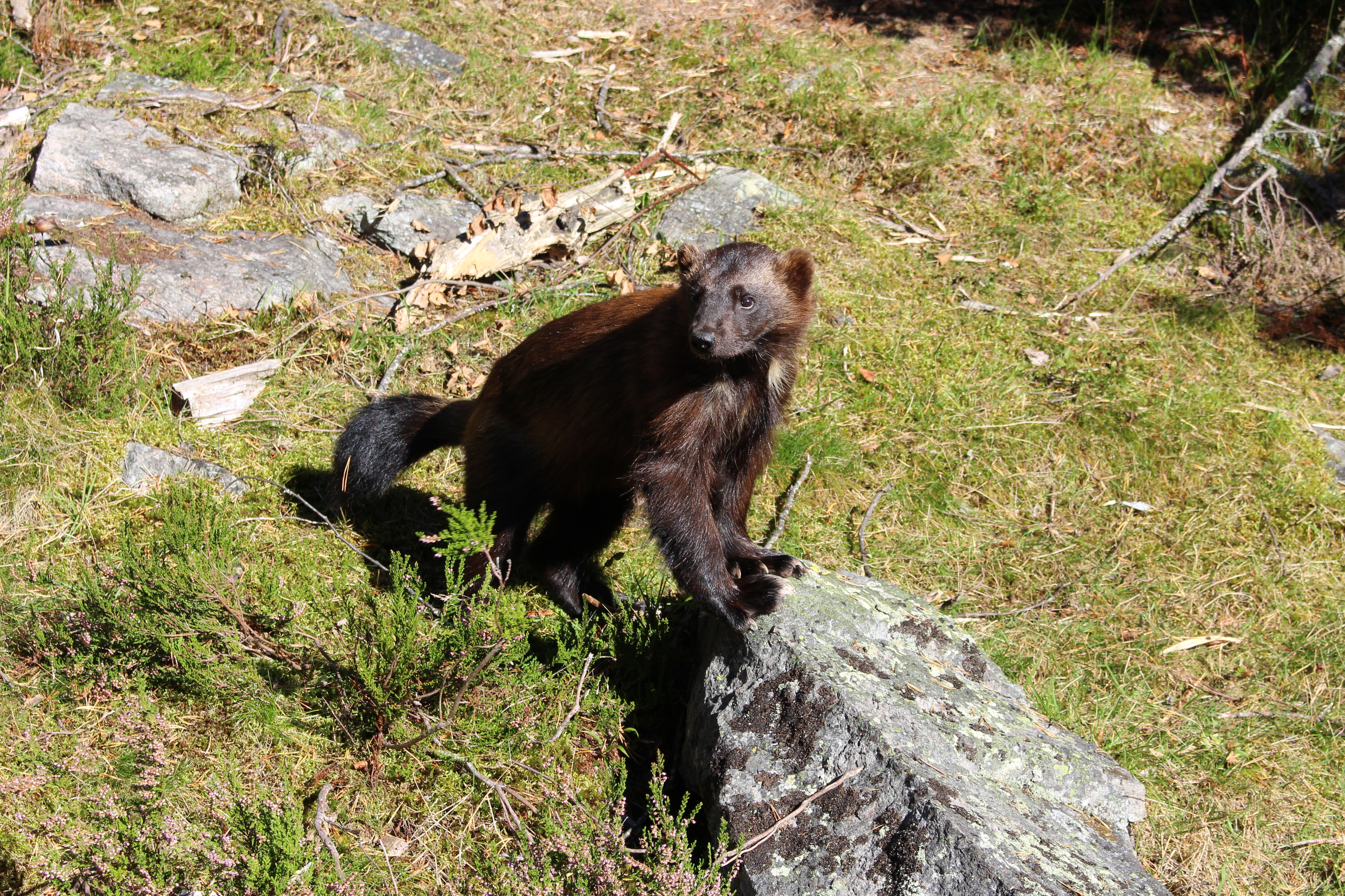 - © Rovdjurscentret De 5 Stora