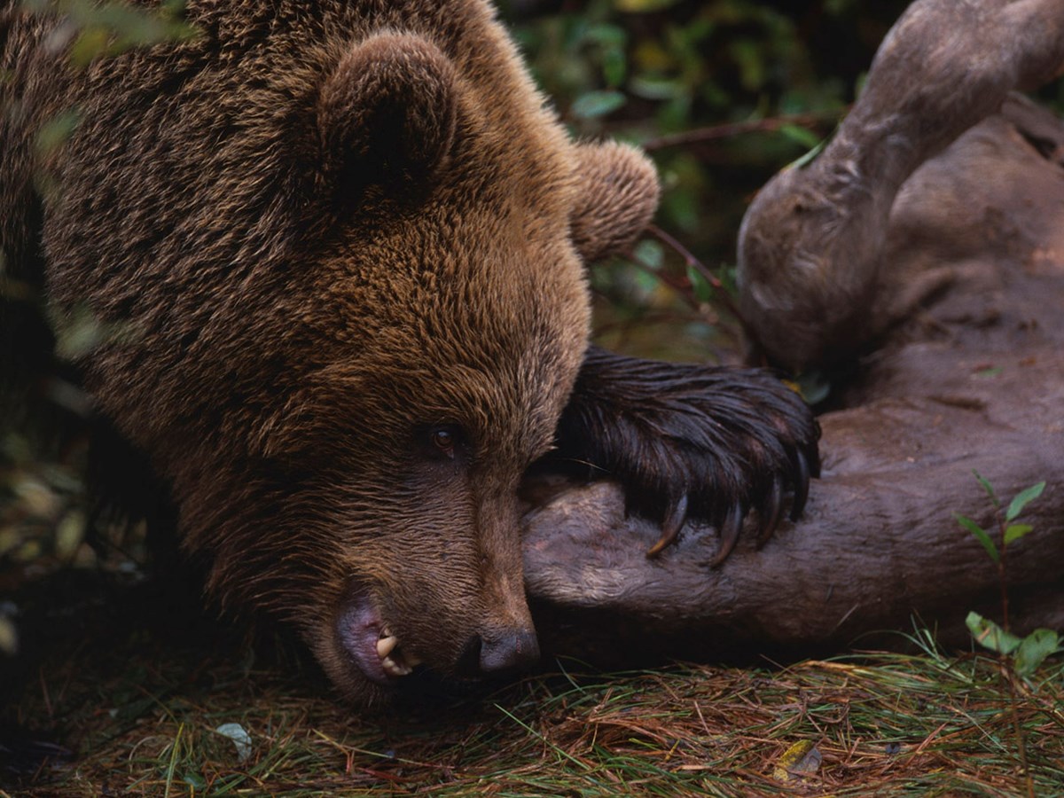Björn äter - © Staffan Widstrand Björn äter