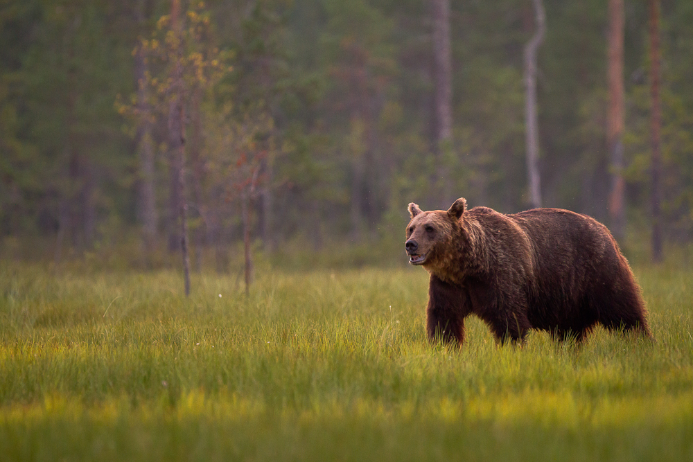 Risken att möta en björn är liten, men OM du möter en björn är det bra att veta vad du bör göra!  -  © Thomas Atterdal