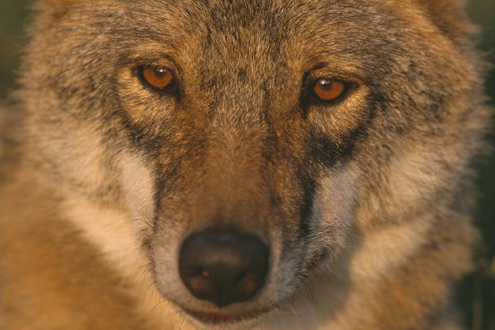 - © Staffan Widstrand