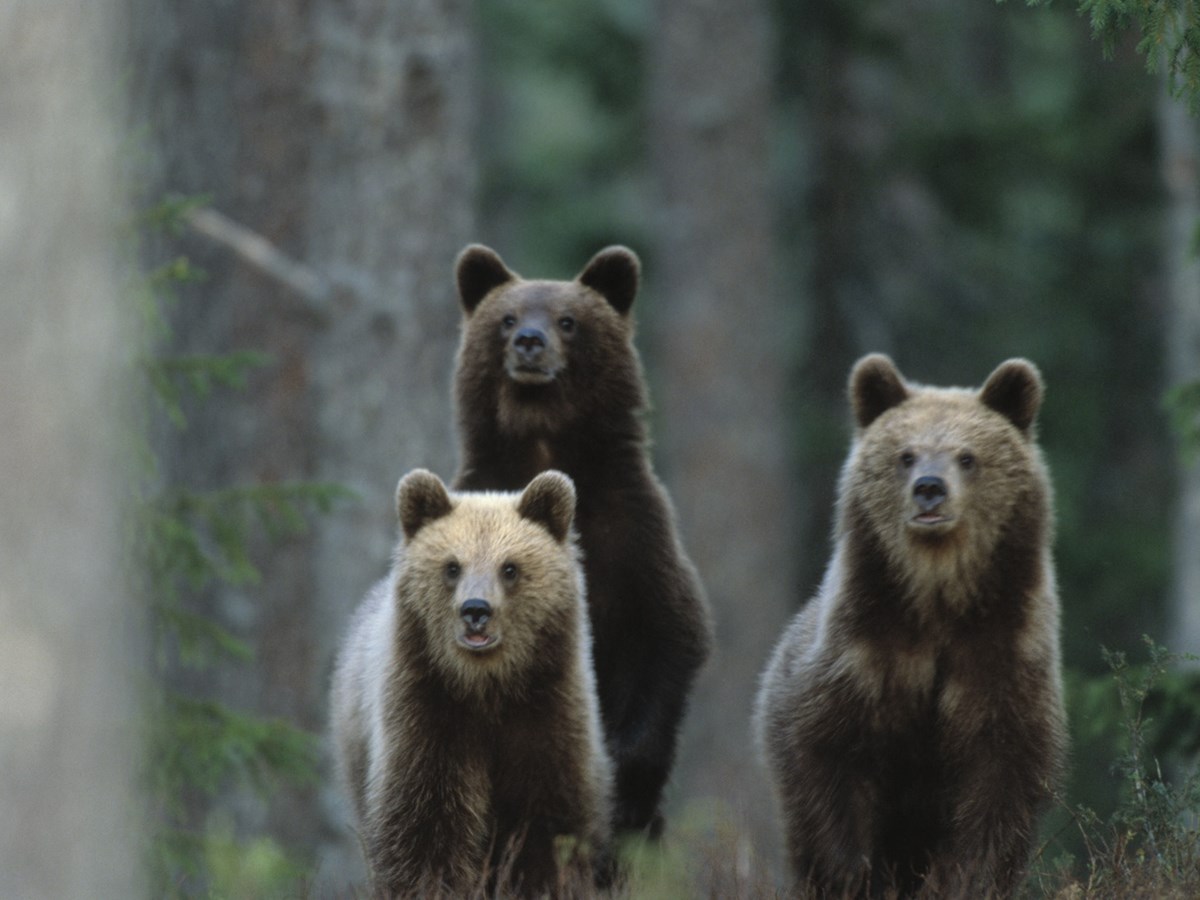 Nyfiken björnfamilj på bakben -  © Staffan Widstrand