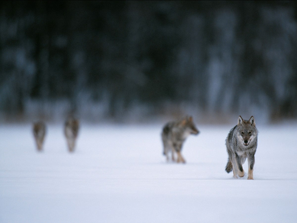 Springande vargflock - © Staffan Widstrand Springande vargflock