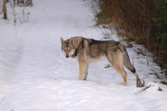- © Wolfsiriius