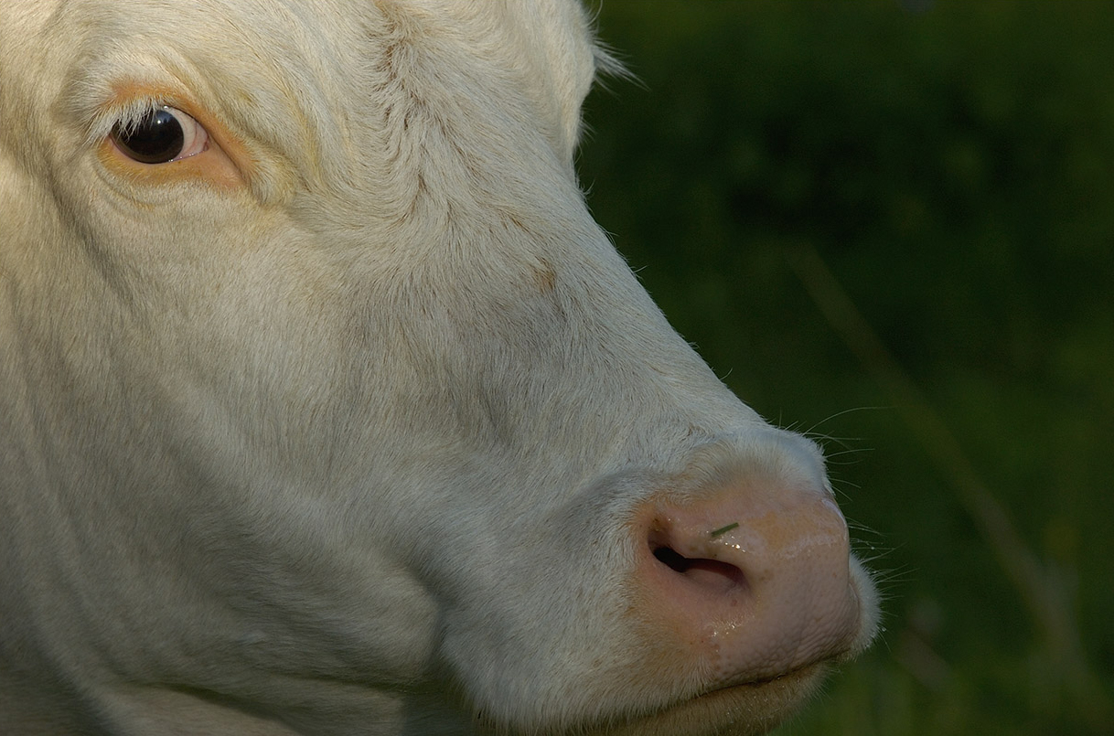  -  © Staffan Widstrand