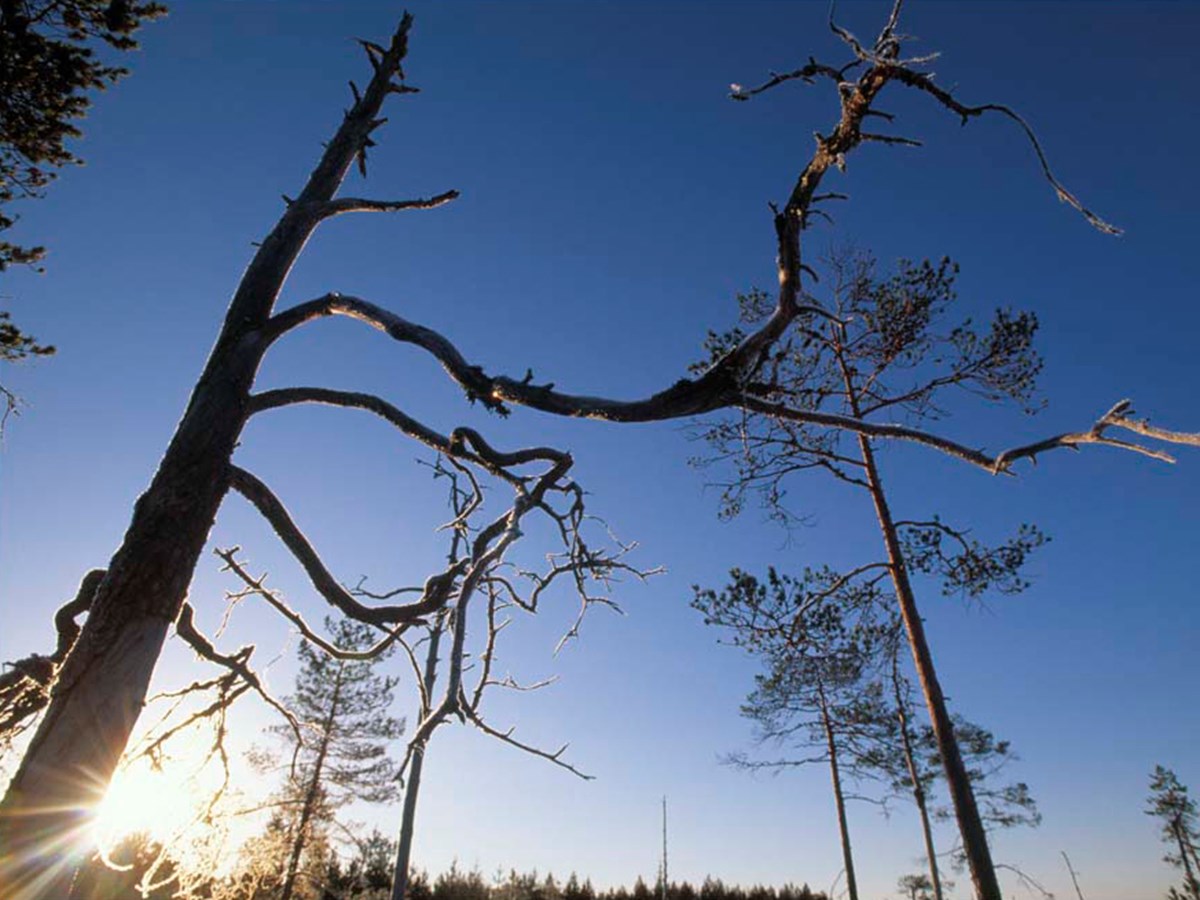 Träd och himmel - © Staffan Widstrand Träd och himmel