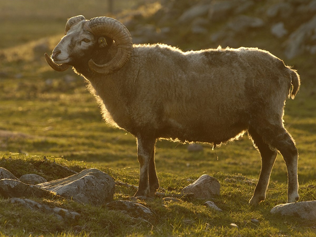 Får - © Staffan Widstrand Får