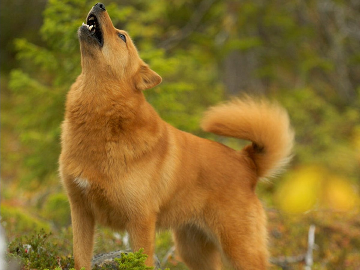 Ylande hund - © Staffan Widstrand Ylande hund