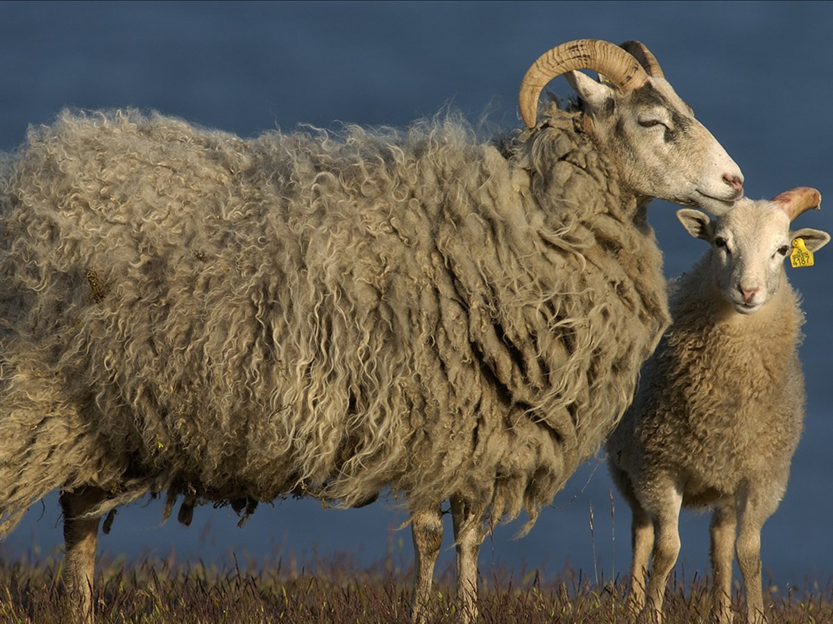 Får med lamm -  © Staffan Widstrand