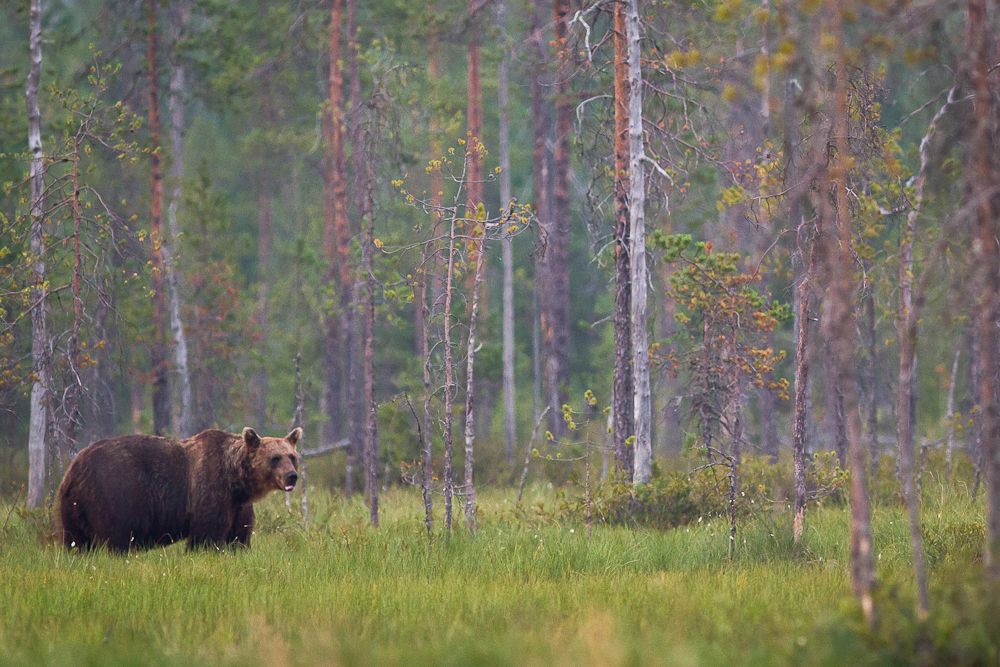 Björn på myr vänster -  © Thomas Atterdal