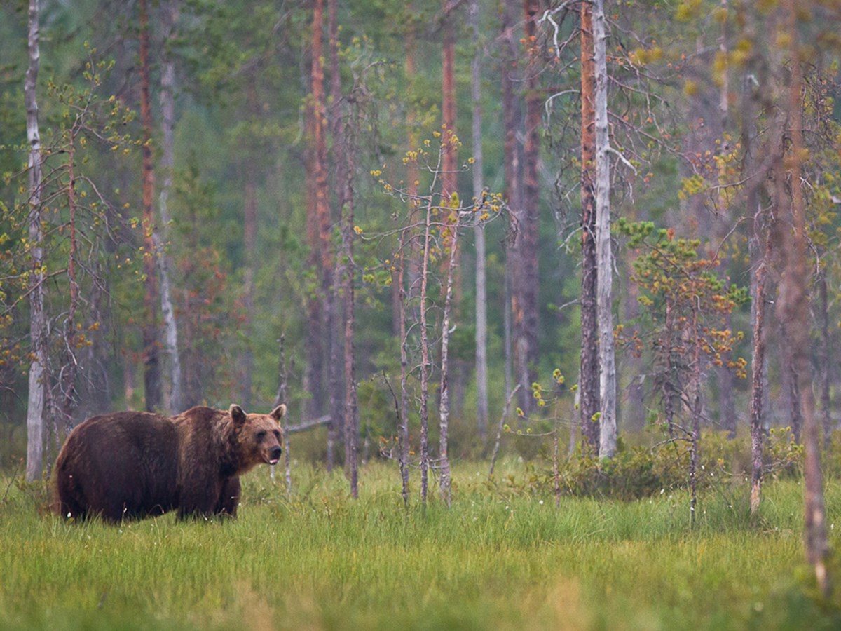 Björn på myr vänster -  © Thomas Atterdal