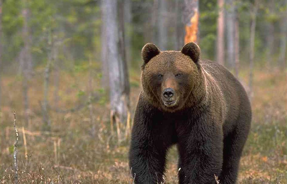Björn står framifrån -  © Magnus Elander