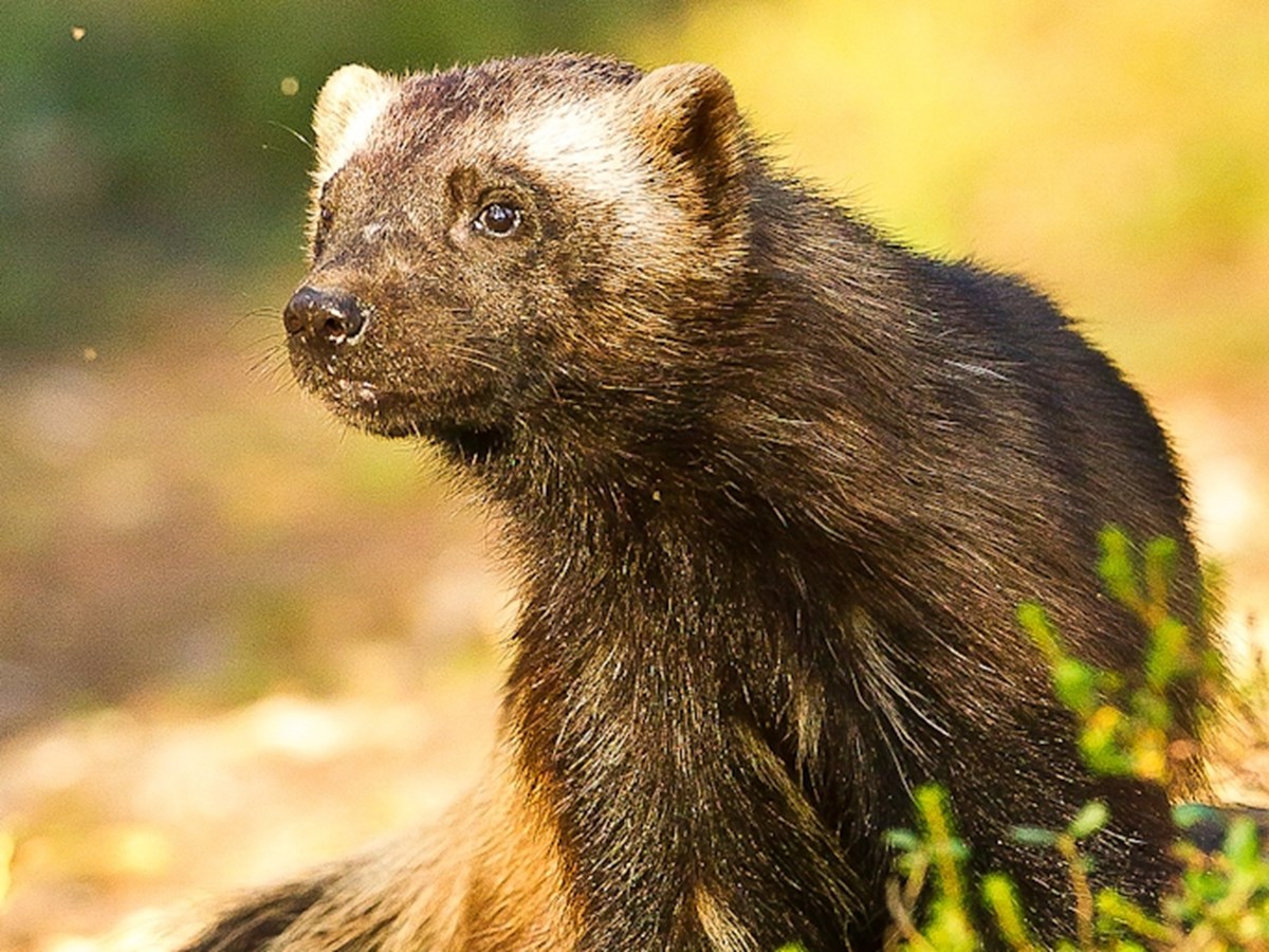 Järv tittar åt sidan - © Thomas Atterdal Järv tittar åt sidan