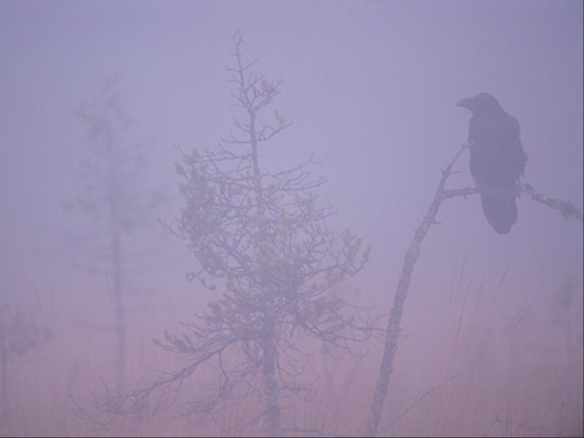 Disig korp - © Staffan Widstrand Disig korp