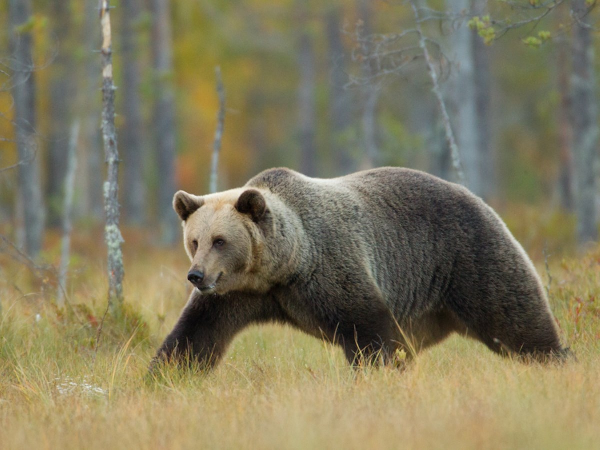 Springande björn -  © Thomas Atterdal