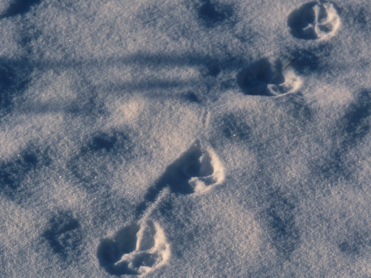 Flera vargspår i snö