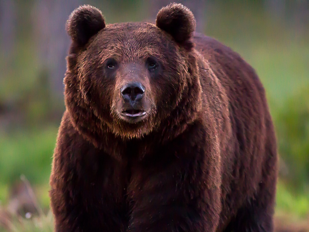Björn nära framifrån - © Thomas Atterdal Björn nära framifrån