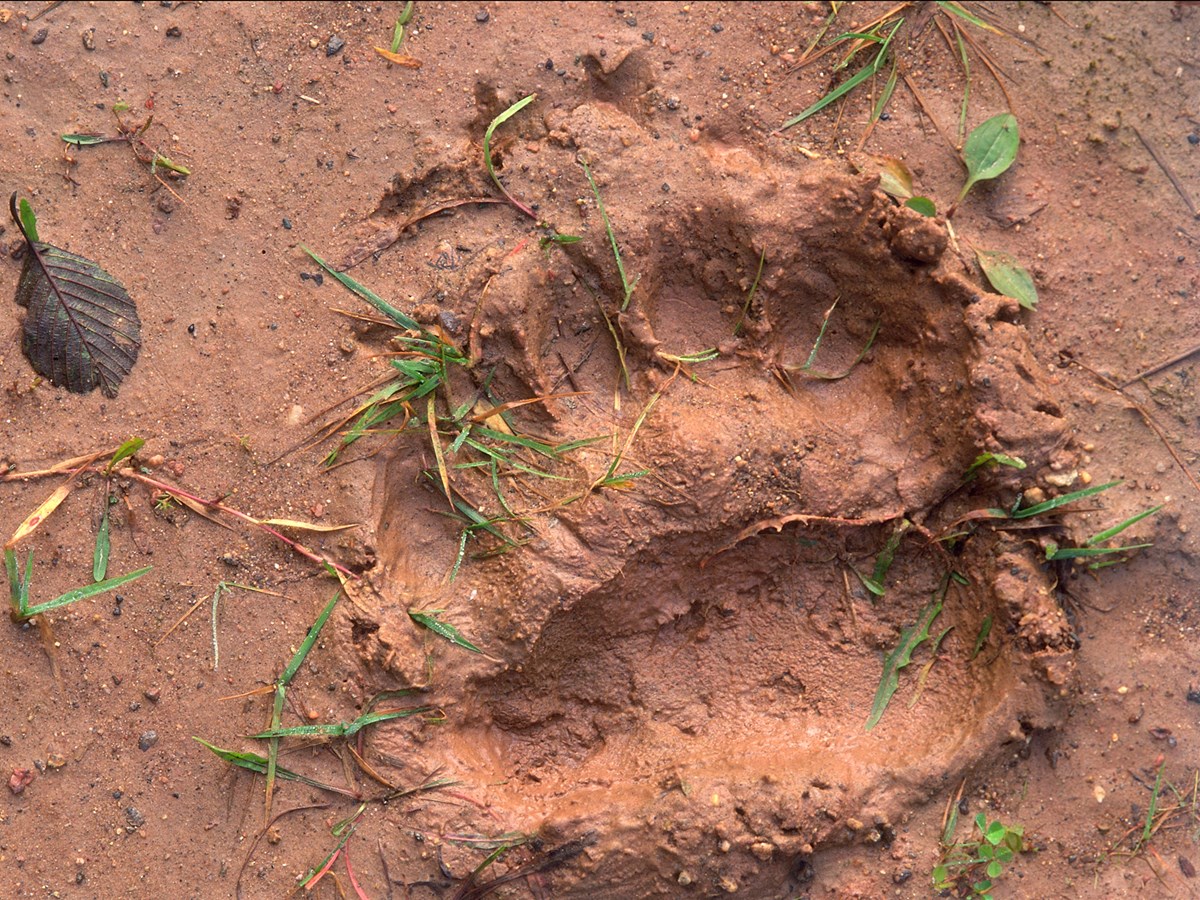 Björnspår i lera