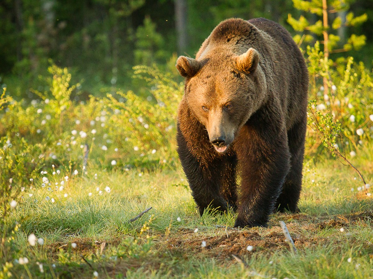 Björn framifrån -  © Thomas Atterdal
