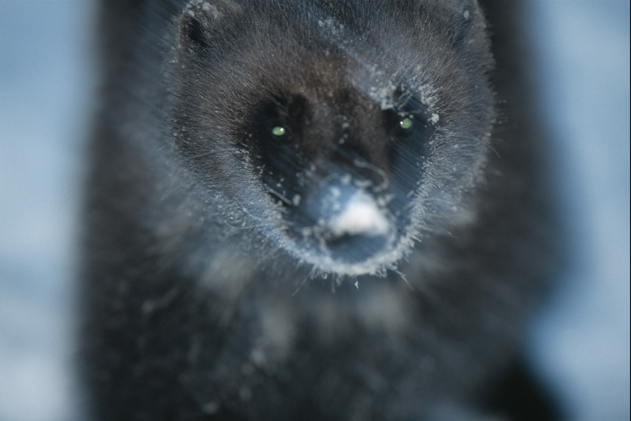 Järv i snöväder -  © Staffan Widstrand