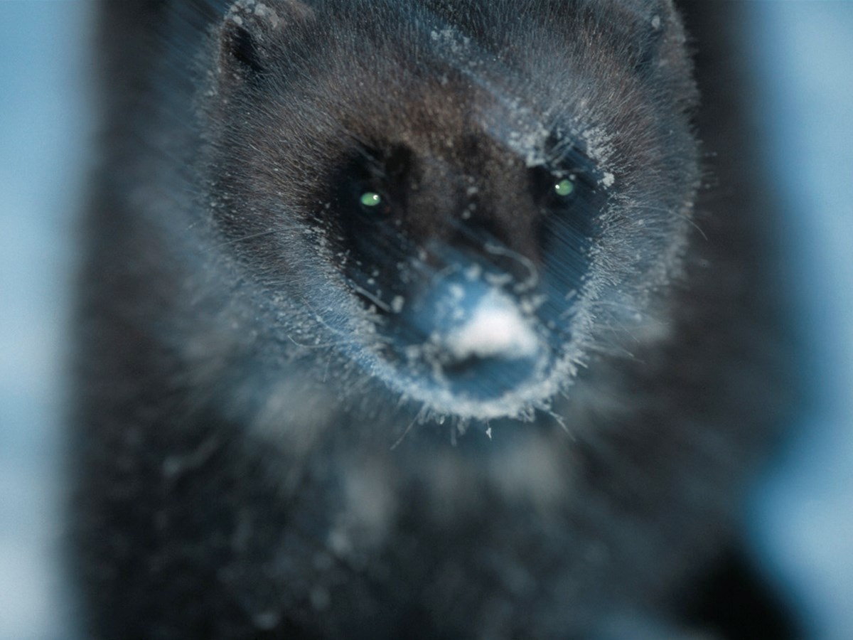 Järv i snöväder -  © Staffan Widstrand