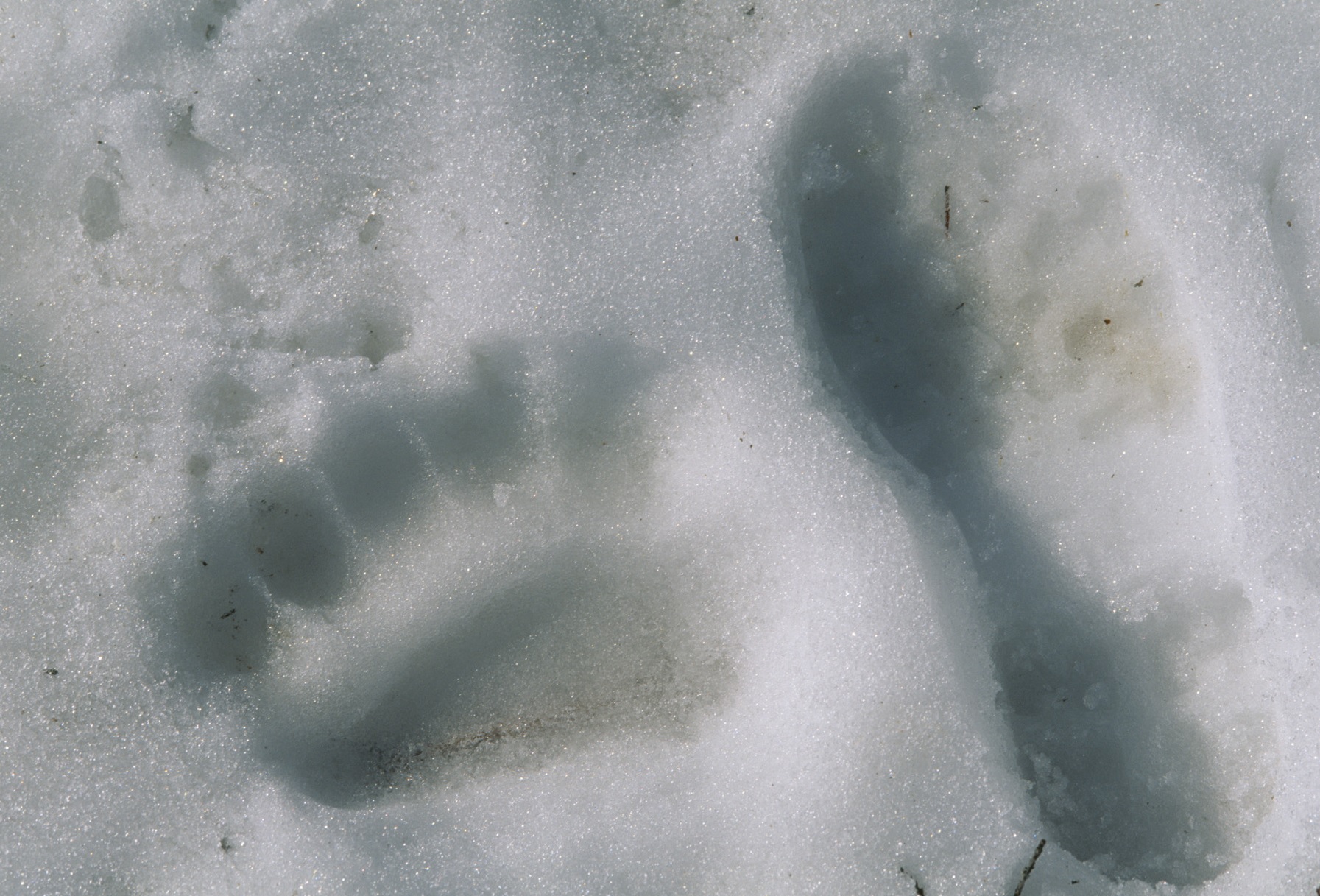 Björn och människa spår -  © Staffan Widstrand