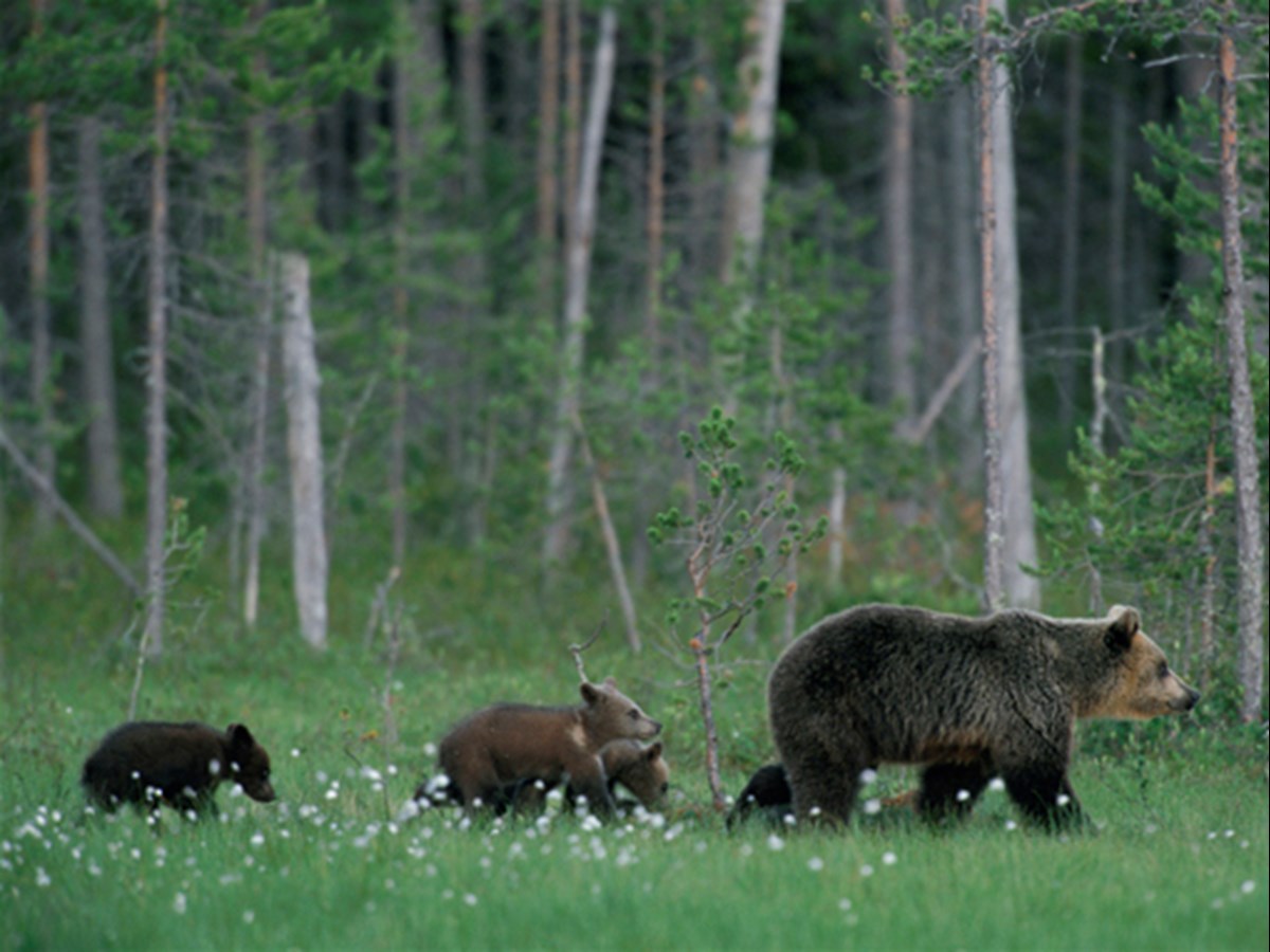Björnmamma med ungar - © Staffan Widstrand Björnmamma med ungar