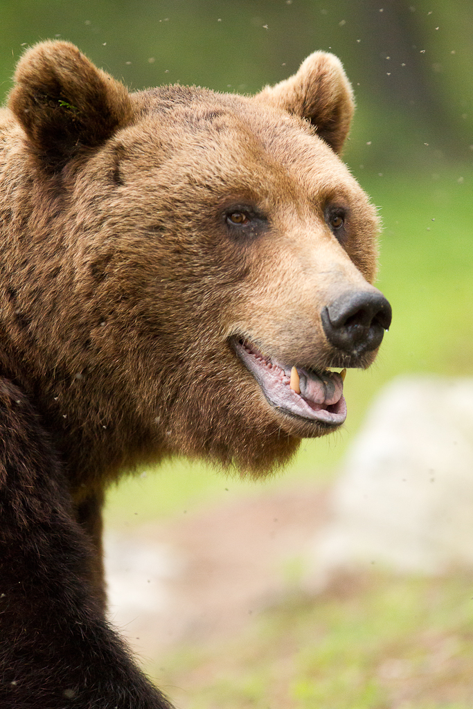  -  © Thomas Atterdal