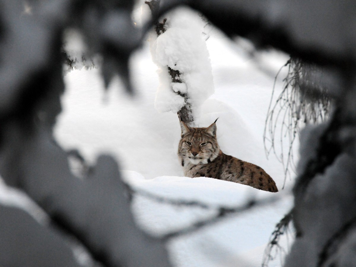 Lodjur bakom snöiga grenar -  © Stephan Gäfvert