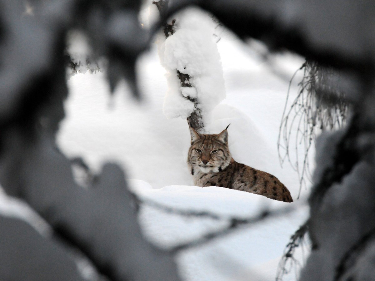 Lodjur bakom snöiga grenar