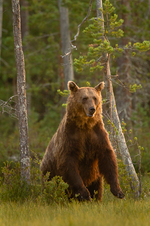  -  © Thomas Atterdal