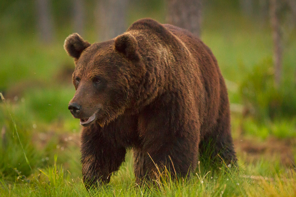 Björn tittar åt sidan -  © Thomas Atterdal