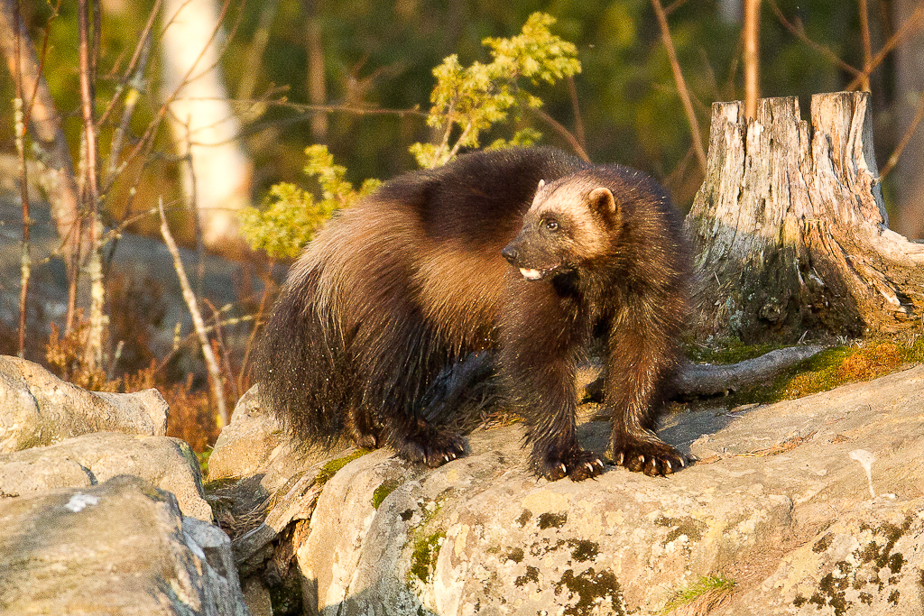 Järv på sten i sol -  © Thomas Atterdal