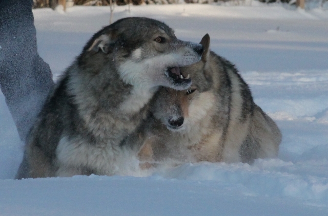 - © Wolfsiriius