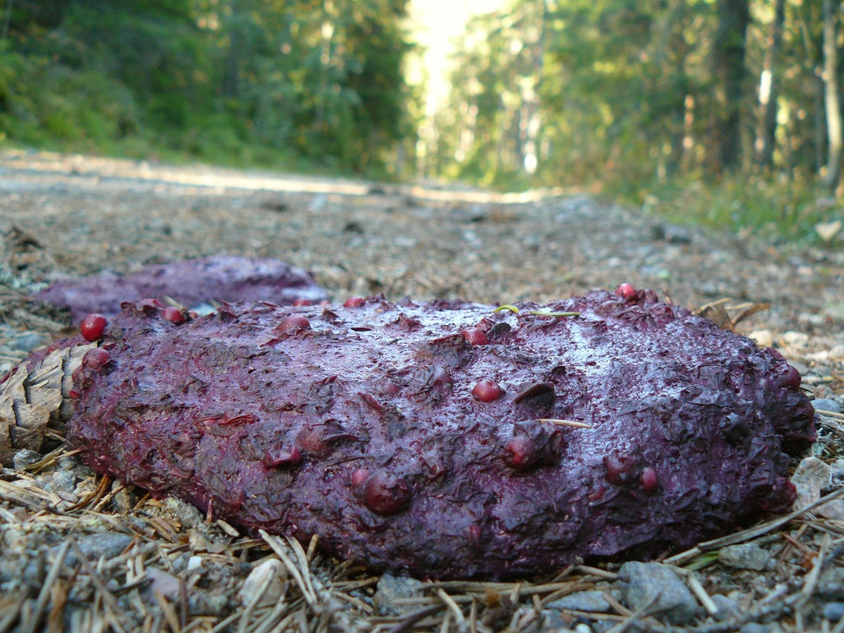 Röd bajs -  © Länsstyrelsen Gävleborg